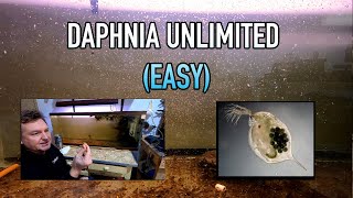 How I Raise Daphnia Water Fleas And You Can Too [upl. by Ardnuaet]