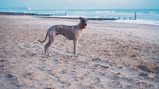 Whippet Full Speed On The Beach [upl. by Zarger932]