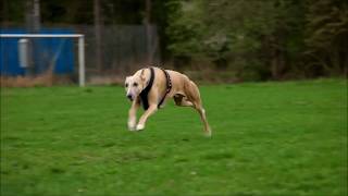 Whippet  running at 35 miles per hour [upl. by Fairman633]