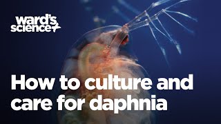 Caring and Culturing for Daphnia [upl. by Alva226]