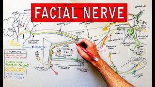 Facial nerve  Origin Function Pathway amp Branches  Anatomy Tutorial [upl. by Nirb]