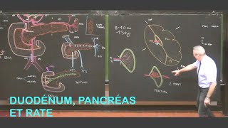 Anatomie du duodénum pancréas et rate Abdomen 2 [upl. by Su]