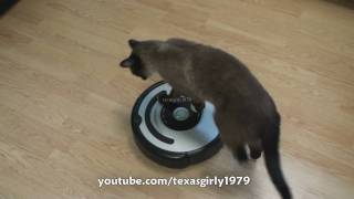 Cat shows HOW TO use iRobot Roomba Vacuum [upl. by Anivahs]