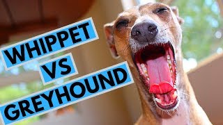 Whippet vs Greyhound  Choosing a Puppy [upl. by Siubhan]