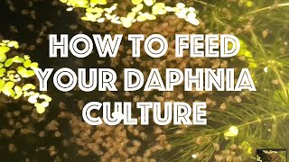 How To Feed Your Daphnia Culture [upl. by Reema]