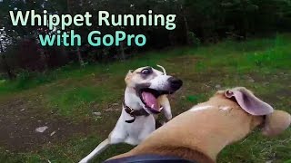 Whippet Running  GoPro View [upl. by Aseyt]