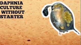 HOW TO CULTURE DAPHNIA NATURALLY WITHOUT A STARTER [upl. by Nialb]