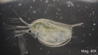 Daphnia magna under the Microscope [upl. by Novel930]