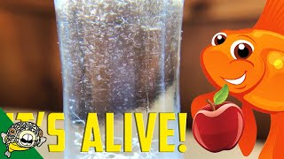 How to culture Vinegar Eels The EASY Way Live Fish Food [upl. by Tod]