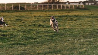 Whippet VS Saluki Who Is Faster [upl. by Grove]