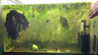 Scuds Daphnia Cherry Shrimp Copepods My aquatic food culture [upl. by Wareing530]