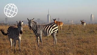 Nairobi National Park Kenya Amazing Places 4K [upl. by Nowujalo]