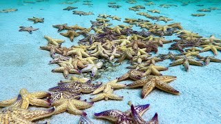 Time lapse North Pacific Starfish [upl. by Eirrek]