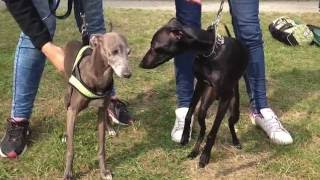 Coursing first Run  whippetitalian greyhound [upl. by Einniw]