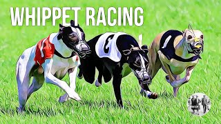 Whippet Racing [upl. by Dumanian137]