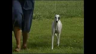 Whippet  AKC Dog Breed Series [upl. by Kial401]