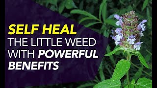 Self Heal — The Little Weed With POWERFUL Benefits [upl. by Luke]