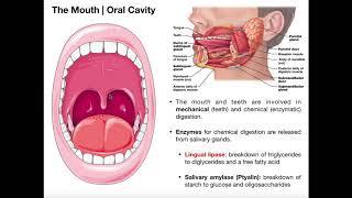 Anatomy amp Physiology of the Oral Cavity amp Pharynx [upl. by Otsirave]