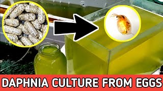 HOW TO HATCH DAPHNIA EGGS  HOW TO CULTURE DAPHNIA [upl. by Perlis]