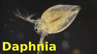 Daphnia [upl. by Noedig53]