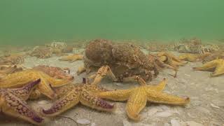 Spider Crabs V North Pacific Starfish [upl. by Sylvanus693]