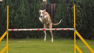 245 Agility with whippets [upl. by Elvera]