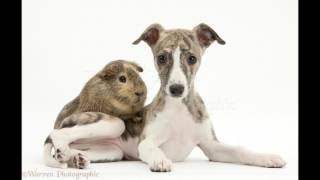 All About the Dog Whippet [upl. by Swithin]