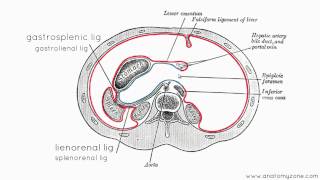 Peritoneal Cavity  Part 3  Anatomy Tutorial [upl. by Erialb]