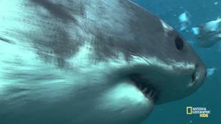 All About Shark Teeth  Nat Geo Kids Shark Playlist [upl. by Otsirave]