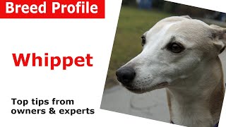 Whippet dog breed guide [upl. by Anoel]