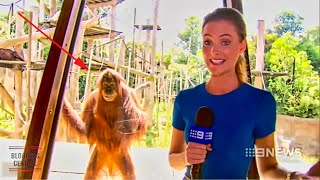 Funniest Animals News Bloopers Of All Time [upl. by Herzen]