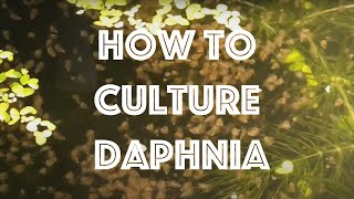 How To Culture Daphnia Magna [upl. by Berne]