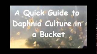 How to culture daphnia outside [upl. by Ynnatirb22]