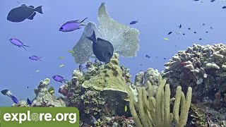 Cayman Reef Cam powered by EXPLOREorg [upl. by Ennaed870]