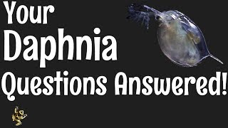 Daphnia Questions Answered [upl. by Mcleroy227]