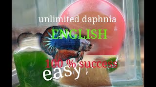 daphnia moina culture Easy way Unlimited production English  with sub Green water Chlorella [upl. by Newell]