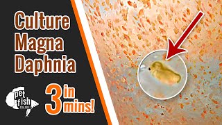 How to culture DAPHNIA MAGNA  The easy way [upl. by Knowle]