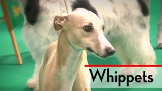 The Whippet  Bests of Breed [upl. by Euqinna704]