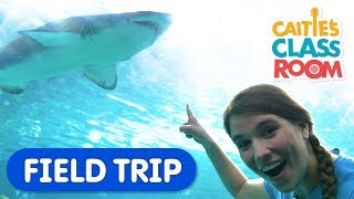 Explore Underwater Animals At The Aquarium  Caities Classroom Field Trip  Shark Video for Kids [upl. by Aniram]