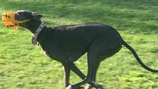 Greyhounds Chase the Fastest Husky at a Dog Park [upl. by Eelanej]