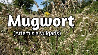 Mugwort Artemisia vulgaris [upl. by Cheryl]