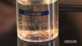 How to Care for Daphnia [upl. by Thebault]