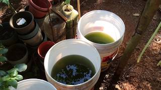 How to grow Green Water Algae [upl. by Crandale]