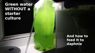 Green Water WITHOUT a Starter Culture  From Scratch  How To [upl. by Ferd]