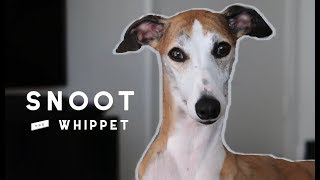 Meet Snoot the Whippet [upl. by Aro]