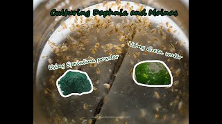 How To Culture Daphnia and Moinas using Green Water Spirulina powder [upl. by Ogata]