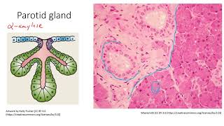 HSCI 4590 Histology salivary glands [upl. by Admana621]