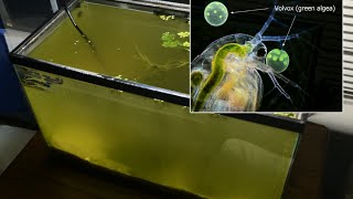 Raising Daphnia for the Freshwater Aquarium [upl. by Junko]