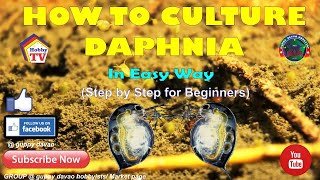 HOW TO CULTURE DAPHNIA In Easy Way [upl. by Assiluj]