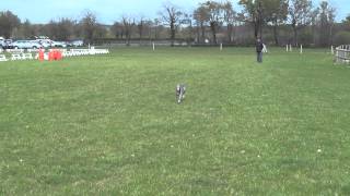 Whippet running at top speed [upl. by Anirhtak403]